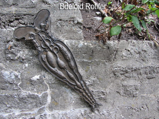 Open Lands - Soil Creatures - Bdeloid Rotifer