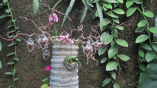 Orchid Organ Tree