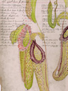 Nepenthes - Thumb